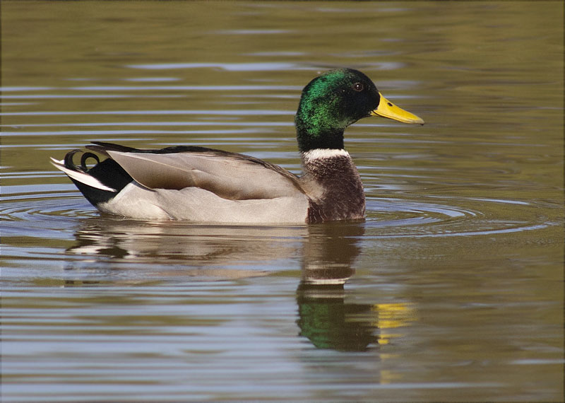 Mascle d'Ànec collverd (Anas platyrhynchos)