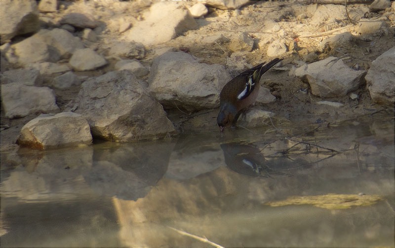 Mascle de Pinsà comú (Fringilla coelebs)