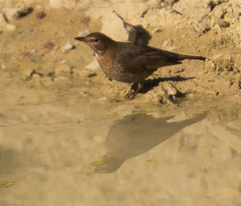 Femella de Merla (Turdus merula)