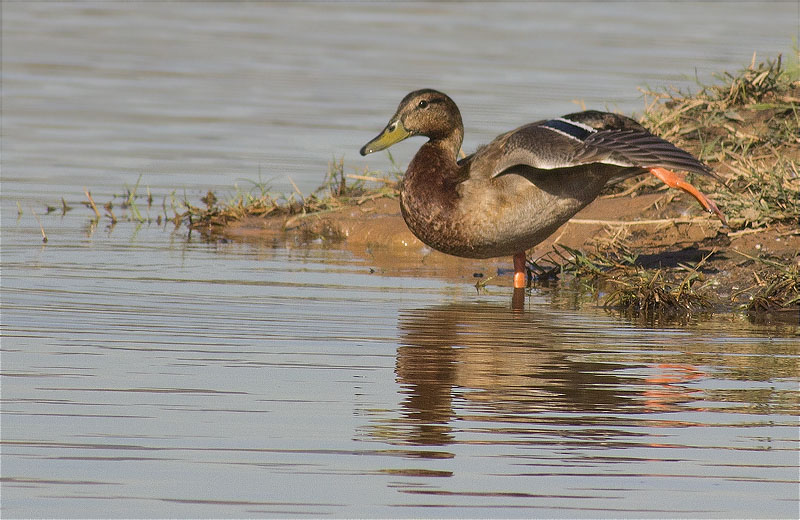 Estiraments d'Ànec collverd (Anas platyrhynchos)