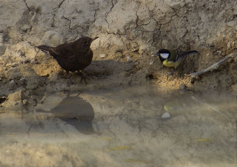 Femella de Merla (Turdus merula) i Mallerenga carbonera (Parus major)