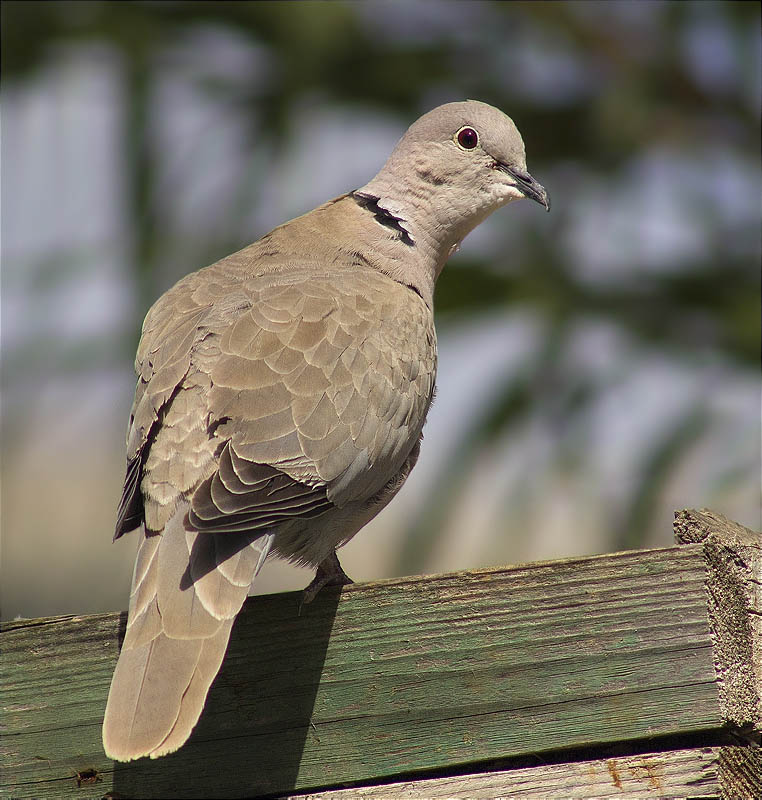 Tórtora turca (Streptopelia decaocto)