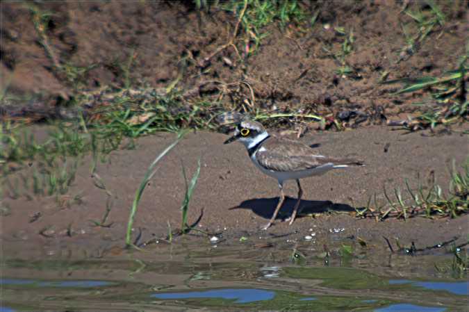 Corriol petit (Charadrius dubius)