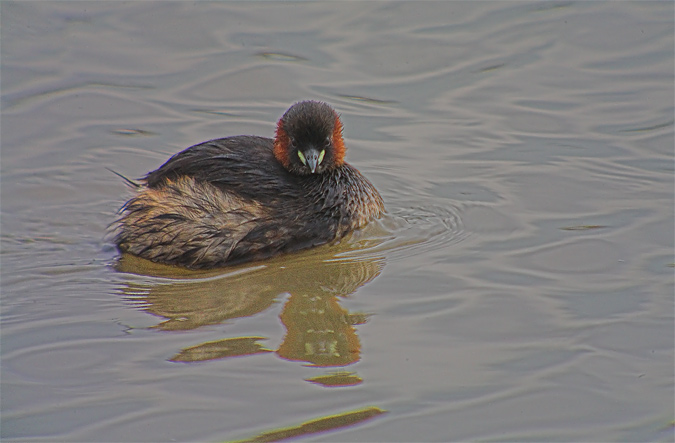 Cabusset (Tachybaptus ruficollis)