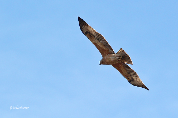 Àguila Cuabarrada I