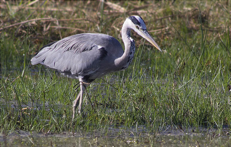 Bernat pescaire (Ardea cinerea)