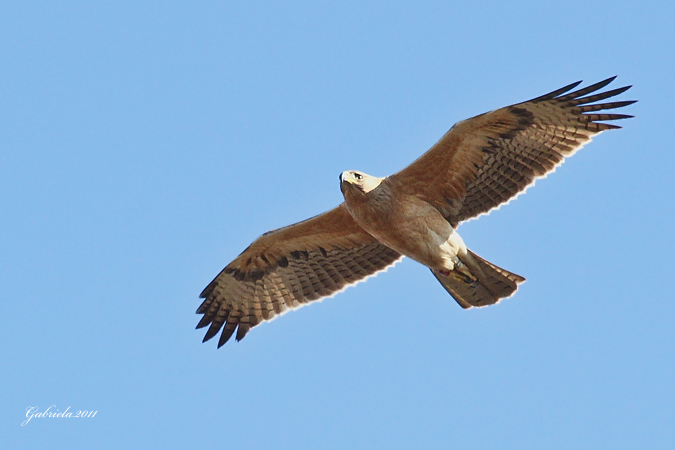 Àguila Cuabarrada II