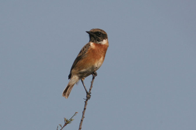 Bitxac comú. Saxicola torquata