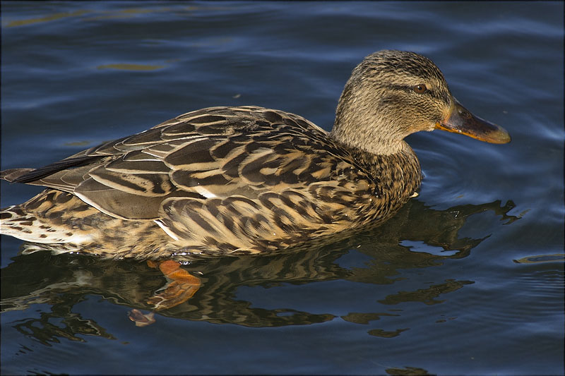 Femella d'Ànec collverd (Anas platyrhynchos)