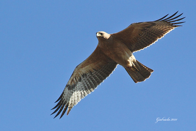 Àguila Cuabarrada III