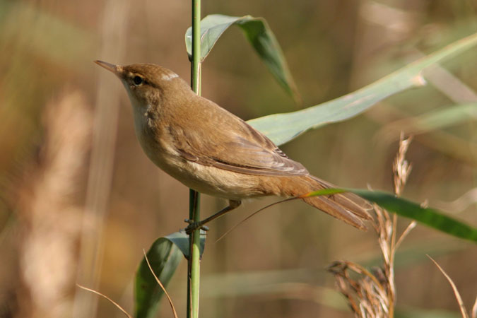 Boscarla de canyar. acrocephalus scirpaceus