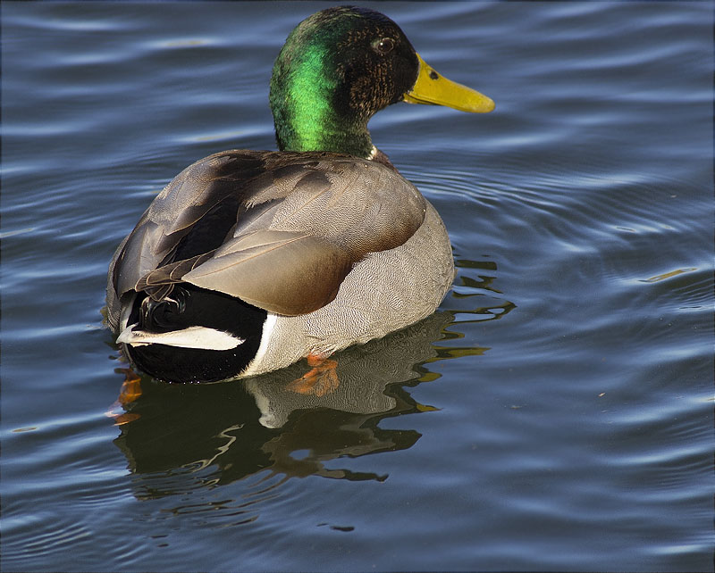 Mascle d'Ànec collverd (Anas platyrhynchos)