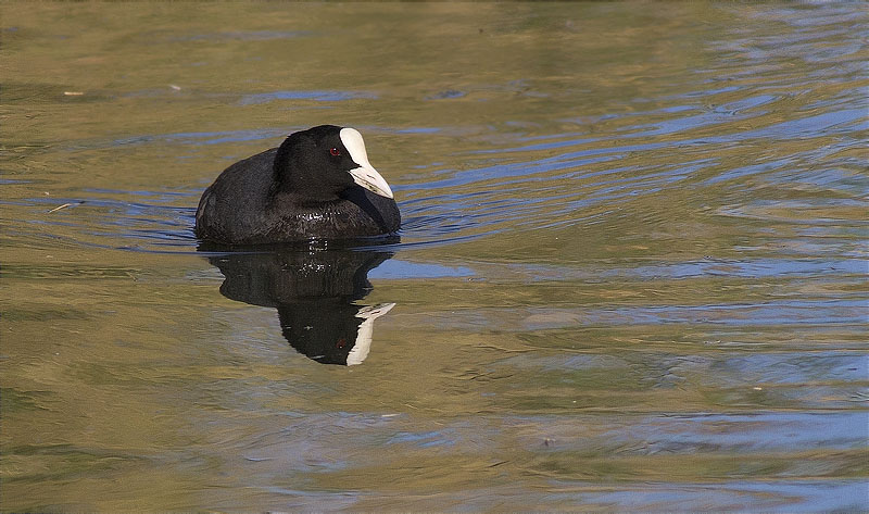 Fotja (Fulica atra)