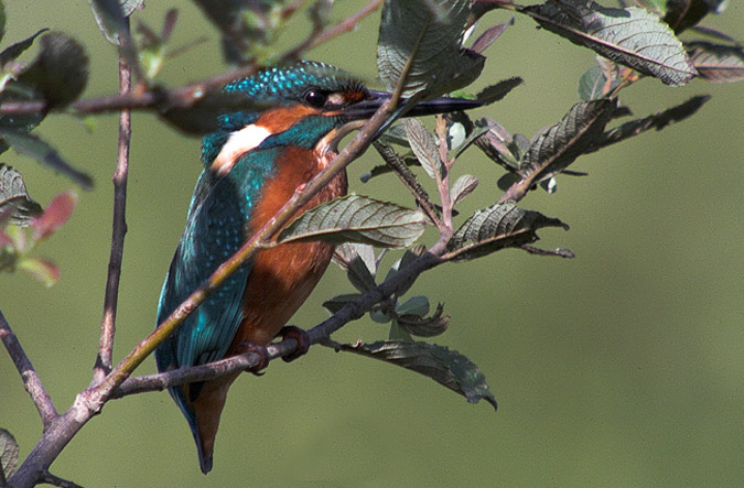 Blauet (alcedo athis)