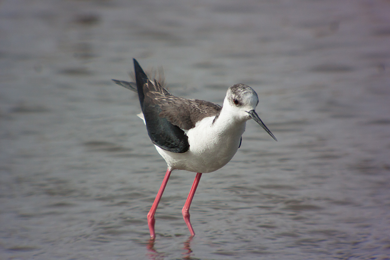 Cames llargues (Himantopus himantopus)