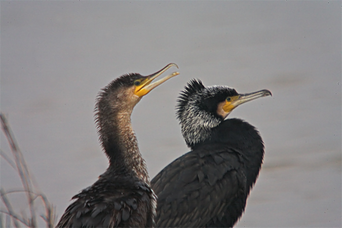 Corb marí gros (Phalacrocorax carbo)