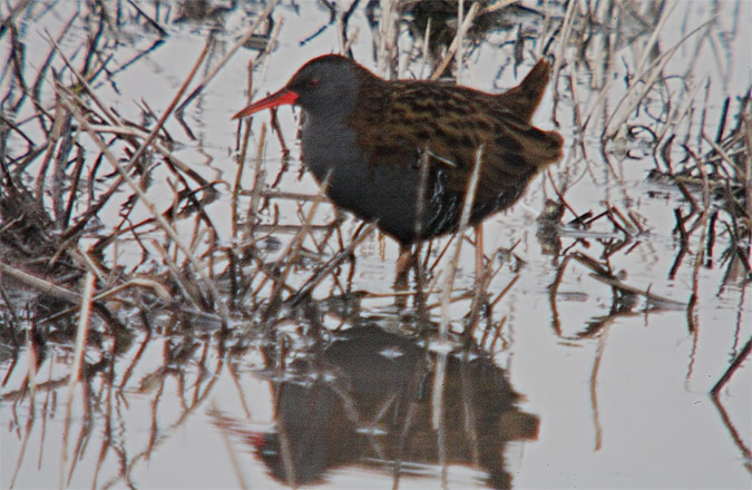 Rascló (Rallus aquaticus)