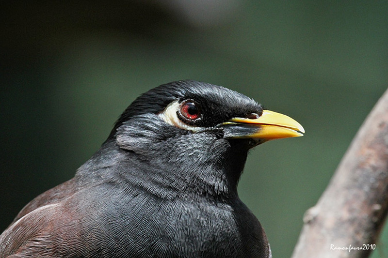 Acridotheres tristis