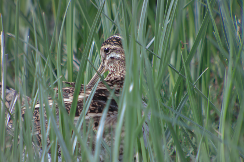 Becadell comú (Gallinago gallinago)