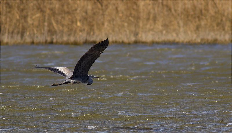 Bernat pescaire (Ardea cinerea)