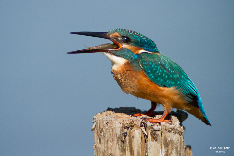 Blauet (Alcedo atthis)