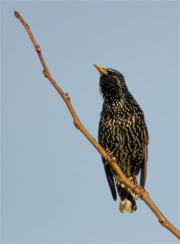 Estornell vulgar (Sturnus vulgaris)