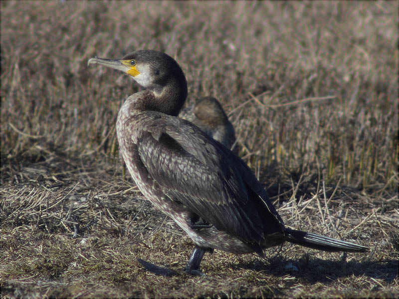 Corb marí gros (Phalacrocorax carbo)