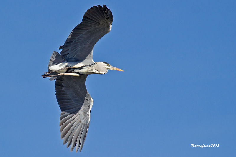 Al vol: Bernat Pescaire