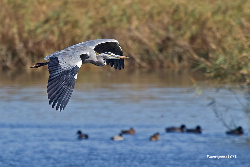 Al vol: Bernat Pescaire