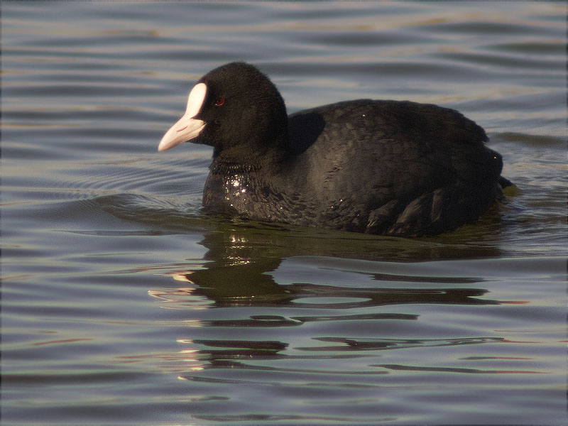 Fotja (Fulica atra)