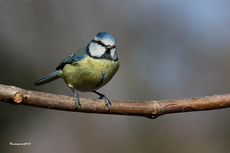 Ocells de la Garrotxa:Mallerenga Blava