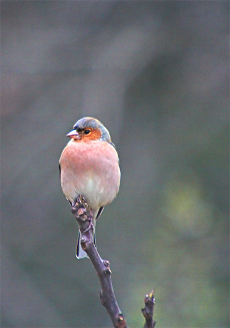 Pinsà comú (Fringilla coelebs)