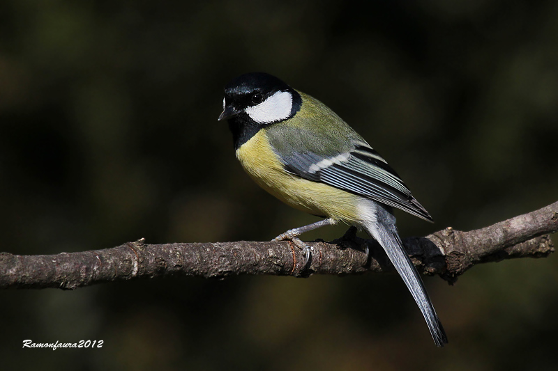 Ocells de la Garrotxa:Mallerenga Carbonera