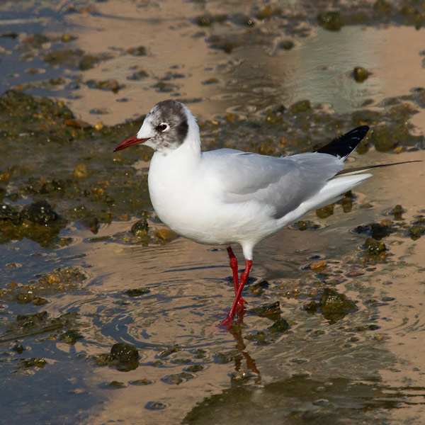 Gavina vulgar (Larus ridibundus)