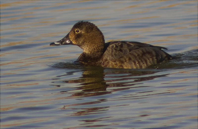 Femella de Morell de cap-roig (Aythya ferina)
