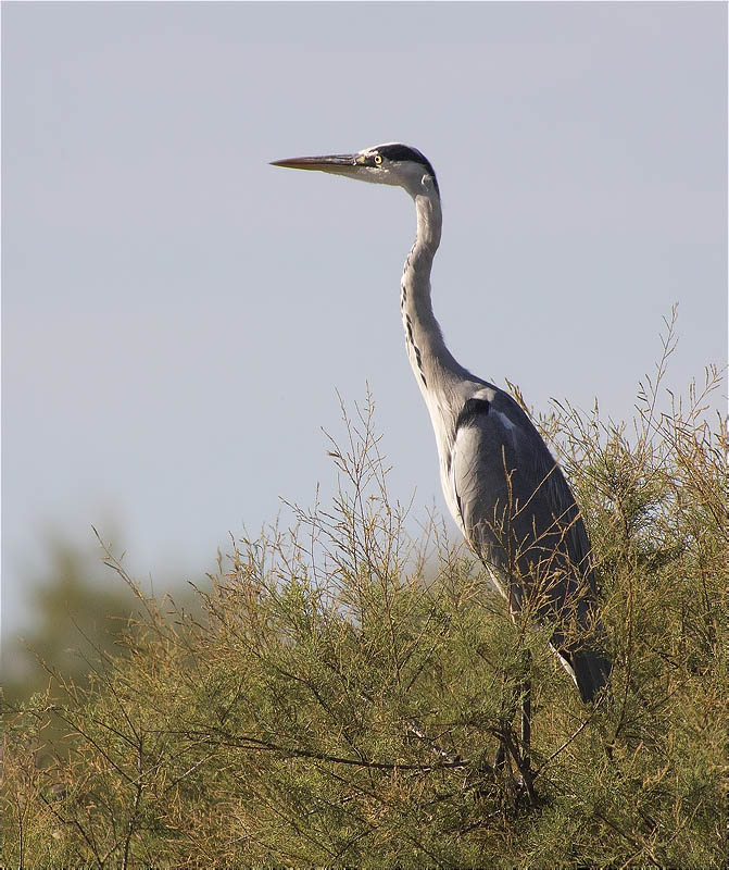 Bernat pescaire (Ardea cinerea)