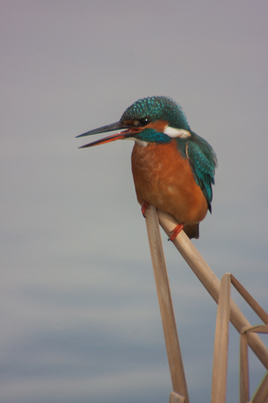 Blauet (Alcedo atthis)