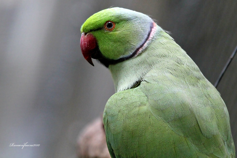 Psittacula krameri