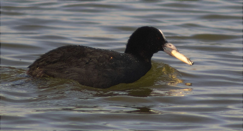 Fotja (Fulica atra)