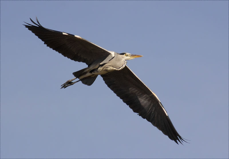 Bernat pescaire (Ardea cinerea)