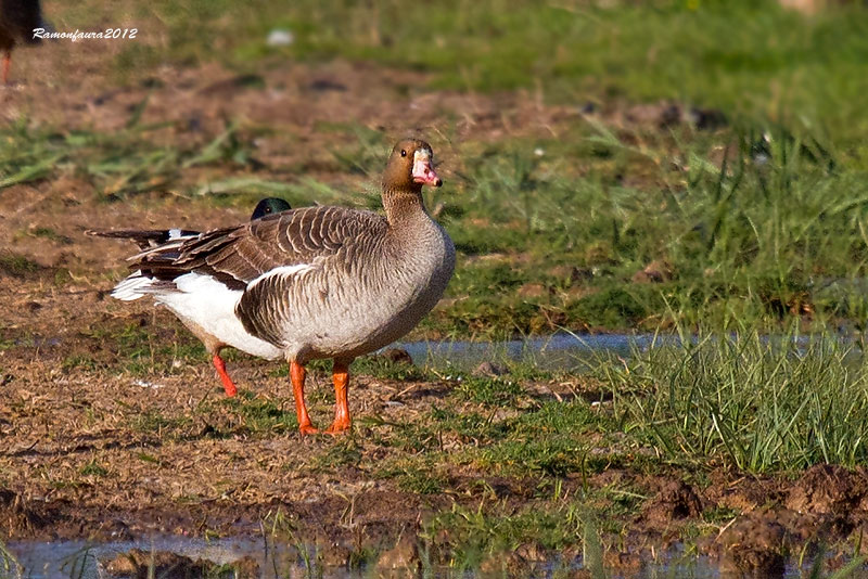 Visitants molt  poc frequents al PNAE: Oca Riallera Grossa