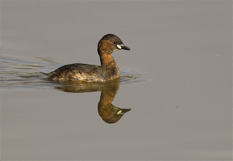 Cabusset (Tachybaptus ruficollis)