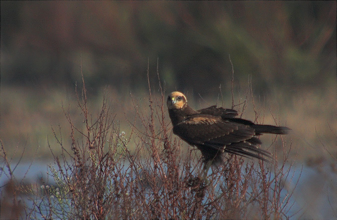 Arpella vulgar (Circus aeruginosus)