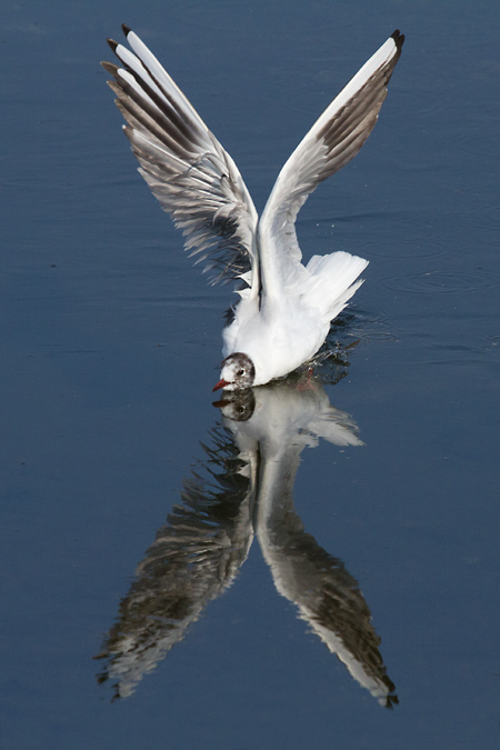 Ameratge II (Larus ridibundus)