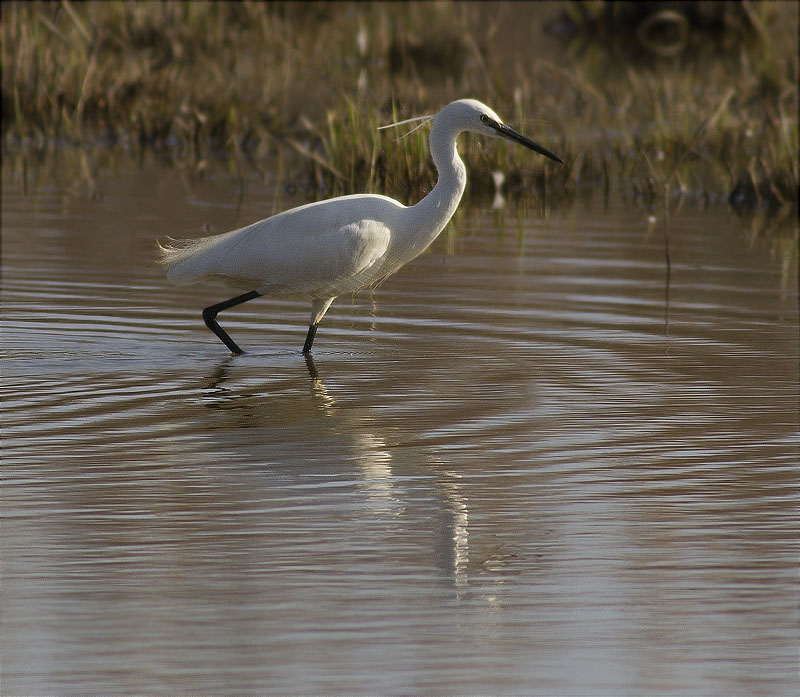 Martinet blanc (Egretta garzetta)