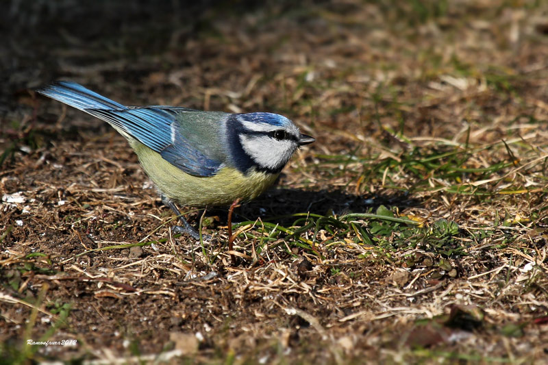 Ocells de la Garrotxa:Mallerenga Blava