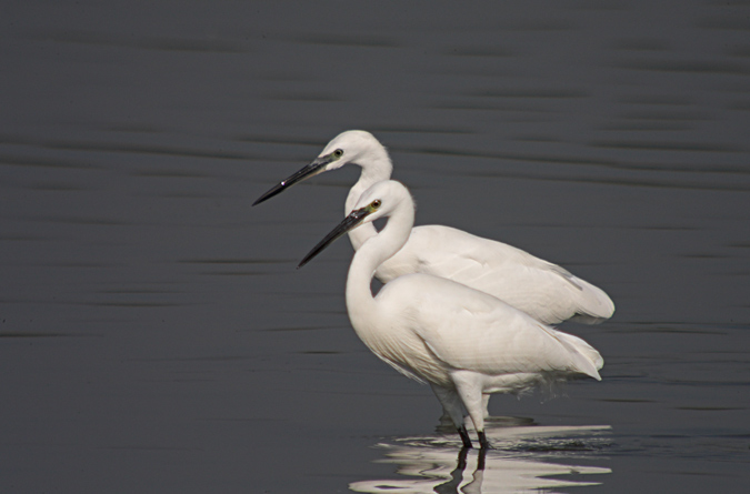 Martinet blanc (Egretta garzetta)