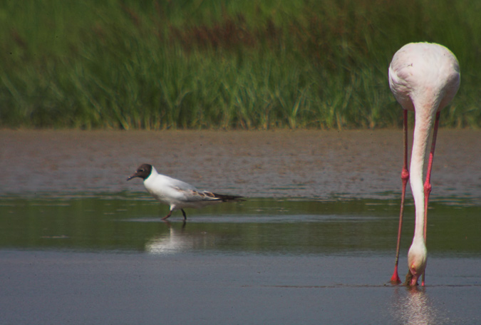 Flamenc (Phoenicopterus roseus)