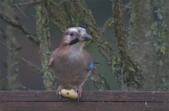 Gaig (Garrulus glandarius) 1/3