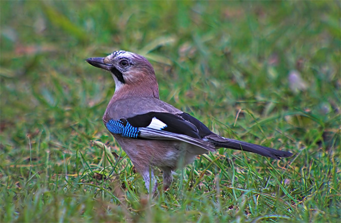 Gaig (Garrulus glandarius)